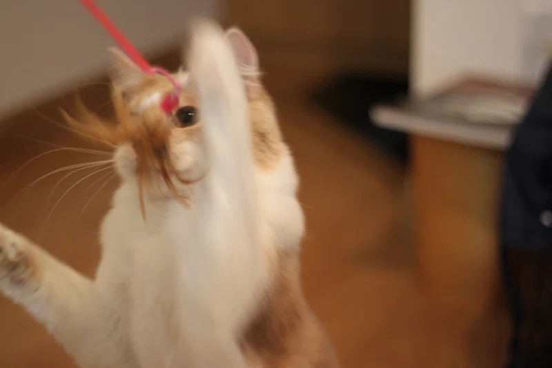 野良猫を育てる ２ Mmzm Note