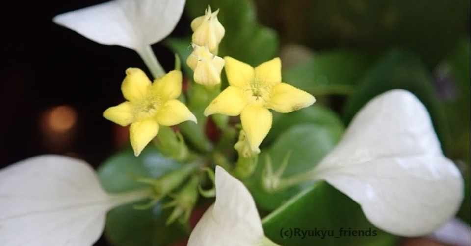 コンロンカは白い萼と黄色い花弁のコンビネーション Ryukyu Friends Note