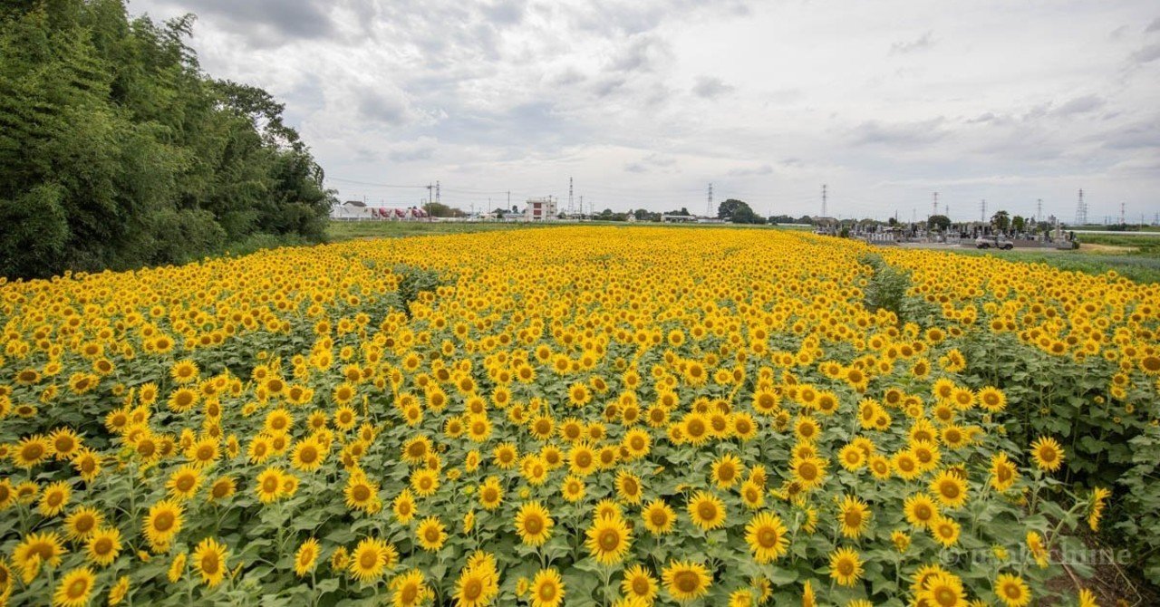 熊谷のひまわり畑 うさ吉 Note 熊谷のひまわり畑 うさ吉 Note