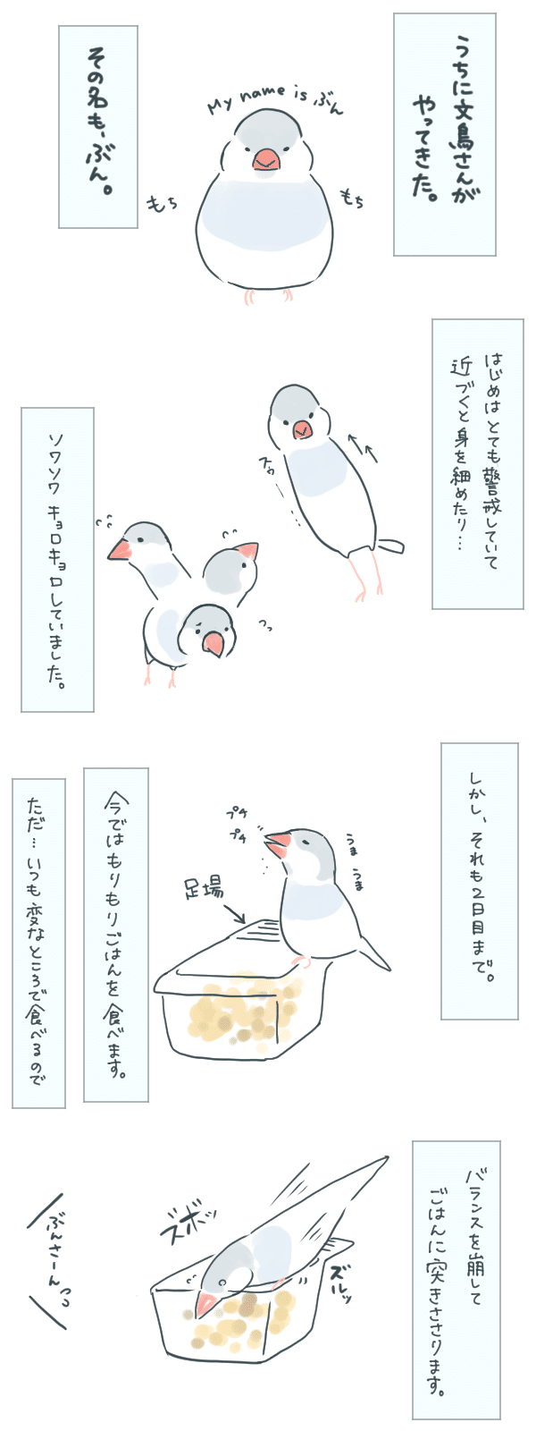 ぶんぶん日記 ウチに文鳥がやってきた かえで Note