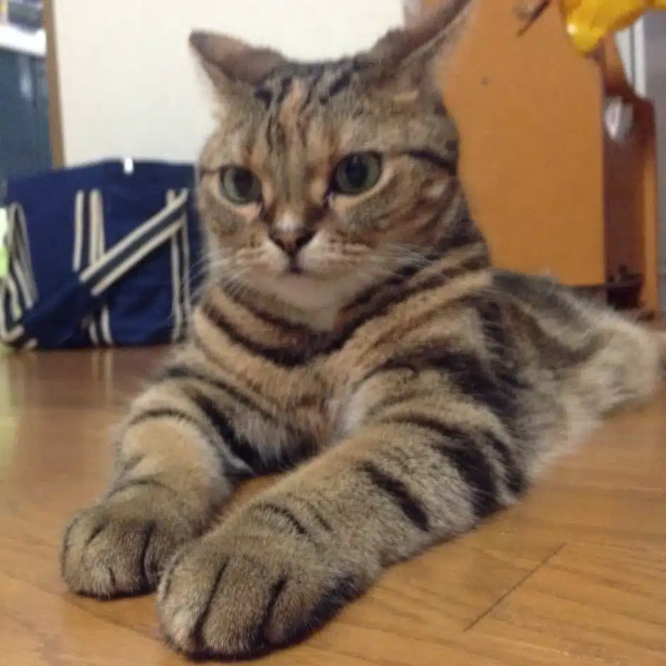 くらざ