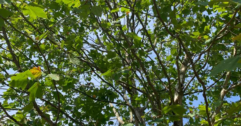 自分で出来る 植物の害虫防除に必要な道具 四季創庭苑 日本一 人を大切にする植木屋 Note