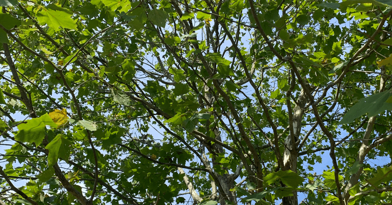 自分で出来る 植物の害虫防除に必要な道具 四季創庭苑 日本一 人を大切にする植木屋 Note