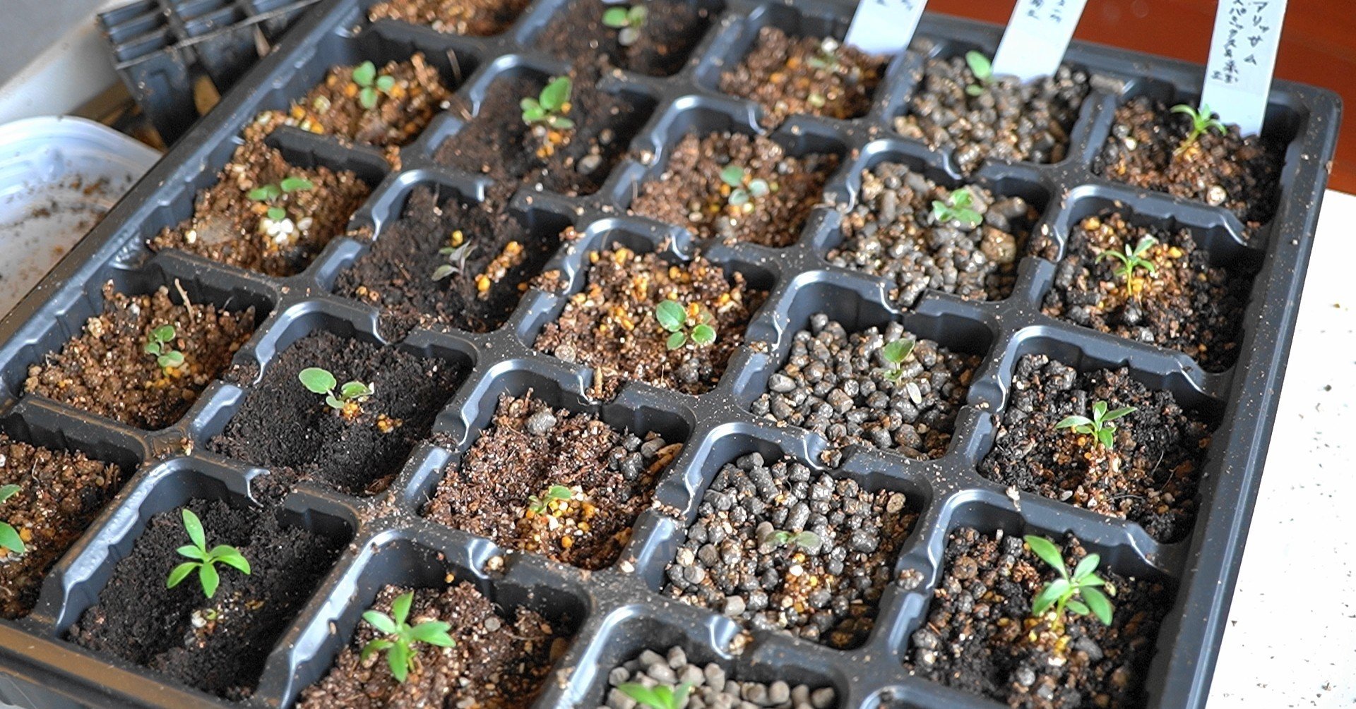 パンジービオラ1回目のポット上げ 土の実験するよ うつ畑 Note パンジービオラ1回目のポット上げ 土の実験するよ うつ畑 Note