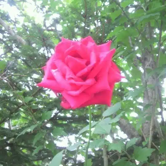 あと梨ヱ