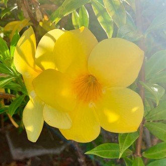 ハワイのヤドカリ 花胡椒 Note ハワイのヤドカリ 花胡椒 Note