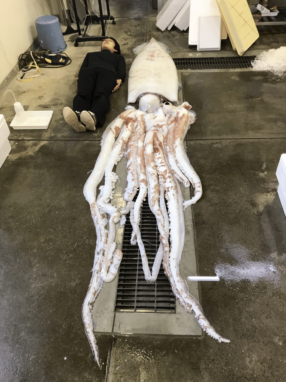魚編漢字作ってみた いったいこれは 釣り 山阿呆の大学生 Note 魚編漢字作ってみた いったいこれは 釣り 山阿呆の大学生 Note