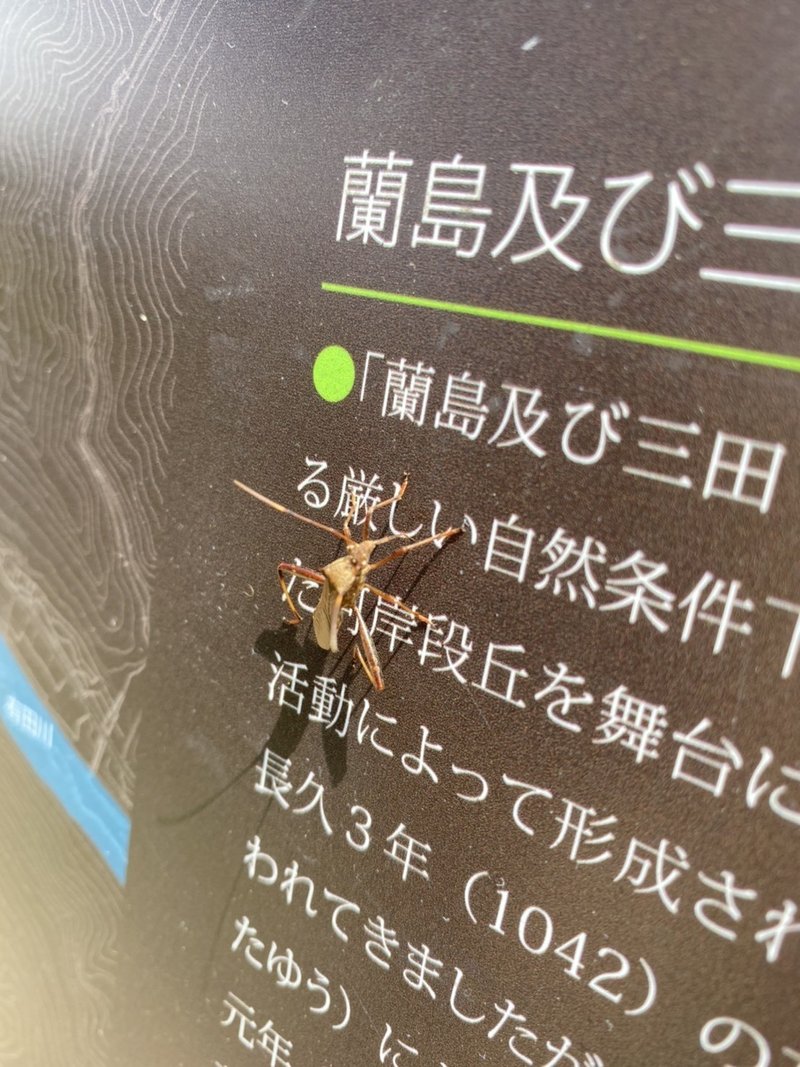 日本の棚田百選 和歌山県 あらぎ島 行った話 フジタ シズカ Note