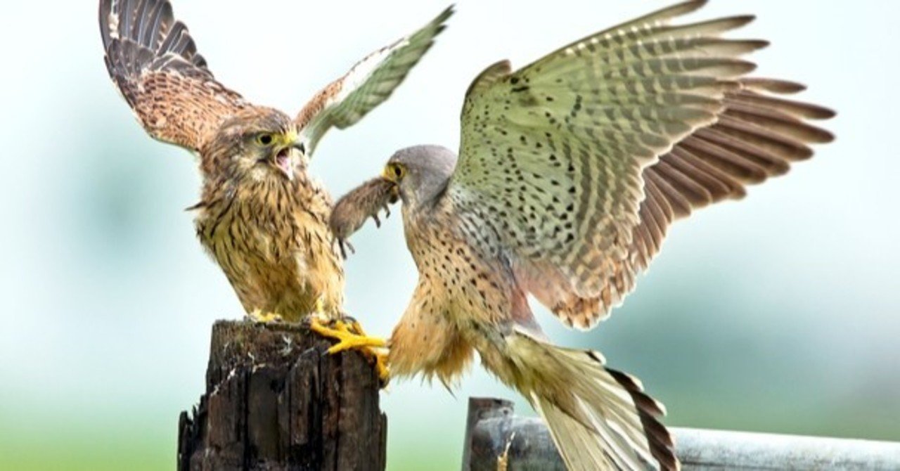 もっと知りたいチョウゲンボウ Kt Note もっと知りたいチョウゲンボウ Kt Note