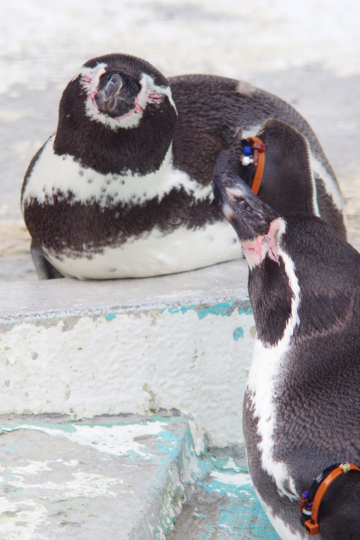 IMGP9718 - フンボルトペンギン