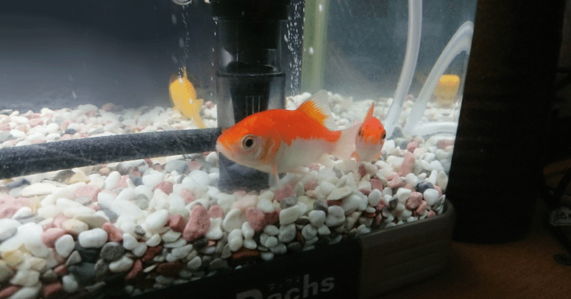 金魚の話 雫 Note