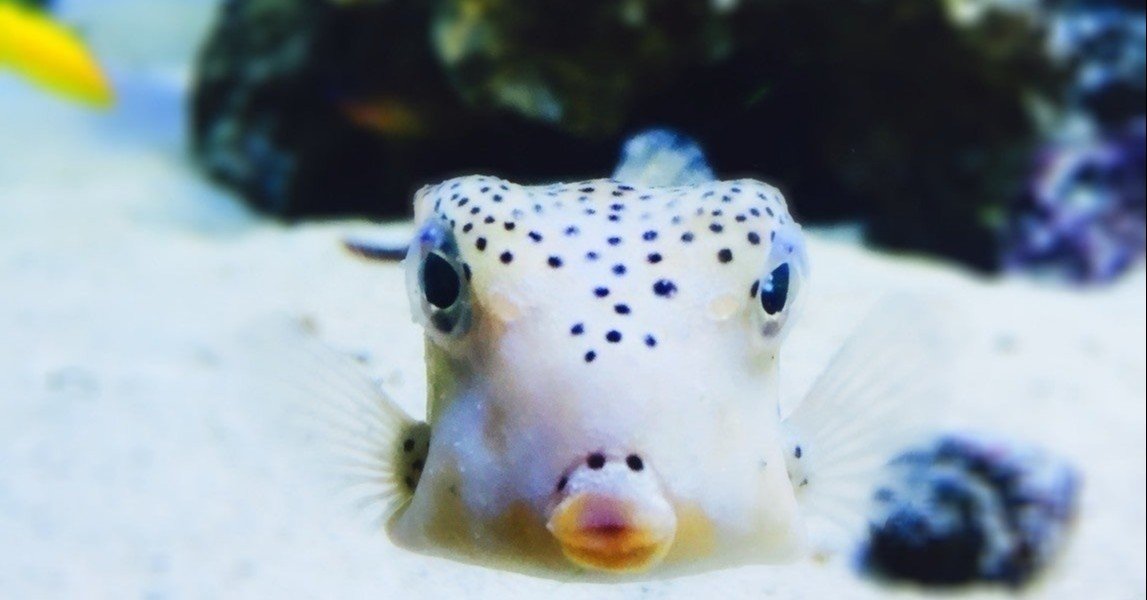 さかなクンの自叙伝を読んだら 子供時代のエピソードが凄かった Komaneko Note