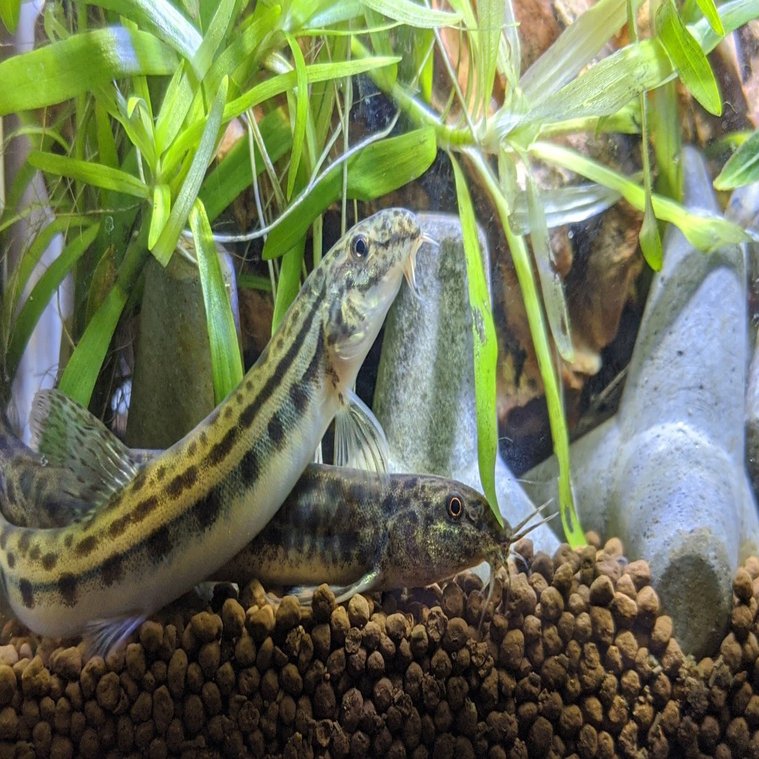 シマドジョウ 町田 奈桜 Nao Machida Note