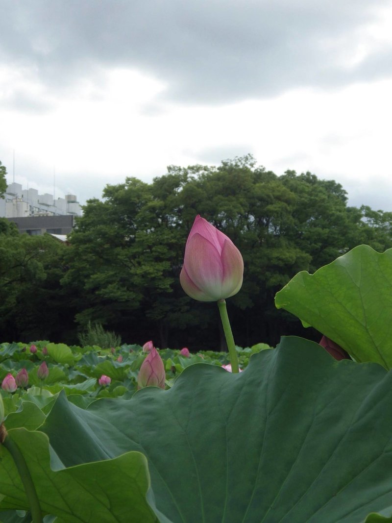 荷風の教科書 森鷗外の 雁 とfeel Walk みつかる わかる なりきりラジオ Note