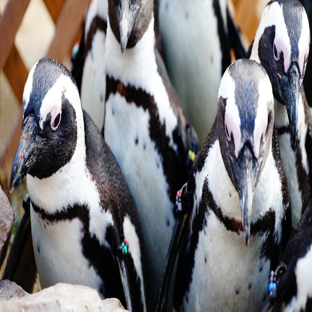 サッカー 家トレ 親子でドリブル上達 ドリブルマリオネットゲームで楽しく練習するよ Shinmr Note