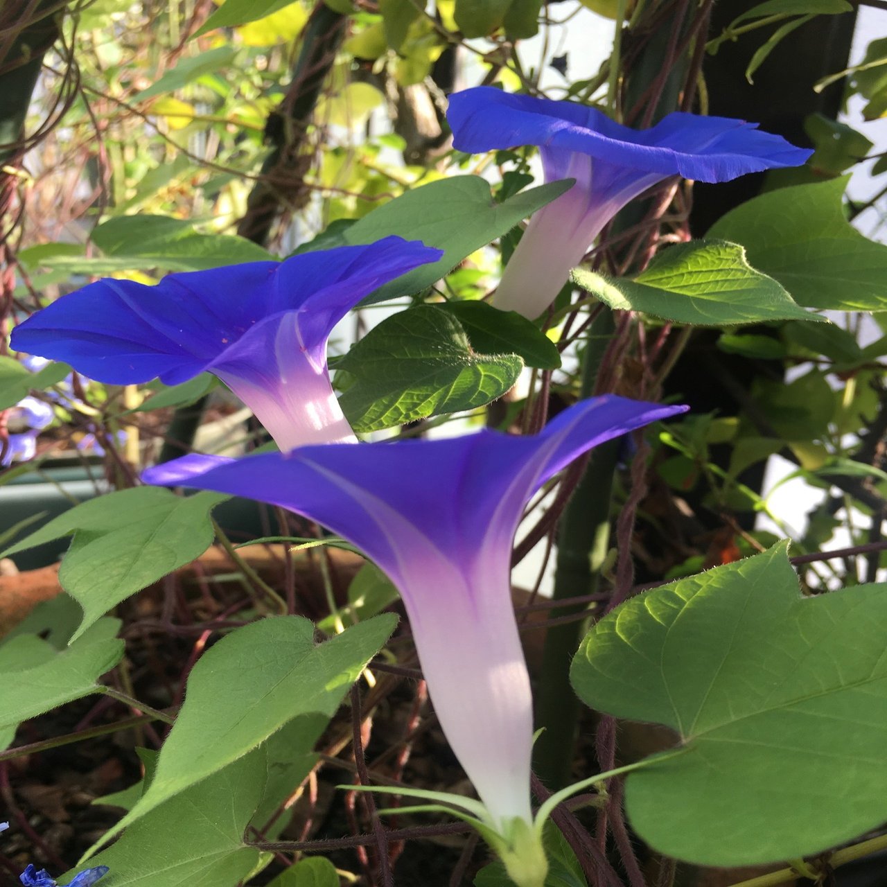 千利休ゆかりの朝顔 バルコニーから 松本路子 Note