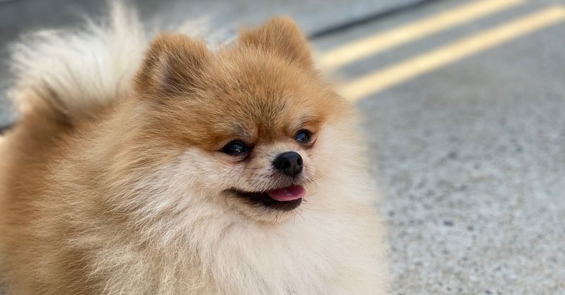 知らなきゃ損 ポメラニアンの可愛さまとめ 性格や飼育方法解説 りょうせい Note