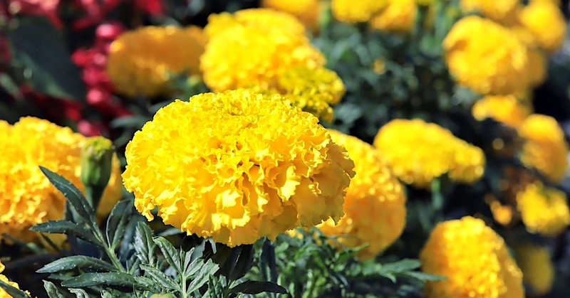 未成年 学生のための家出戦略 ゆきこ Note