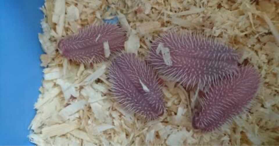 歓喜 ハリネズミを9月25日から飼い始めます 好きを発信して生きたい Takuya Note
