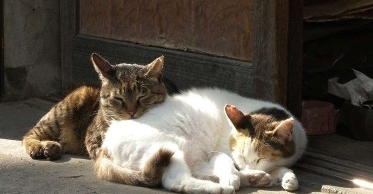 猫の恐怖 ごまおにぎり記者 Note