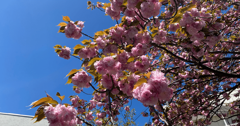 蕾みのままの桜