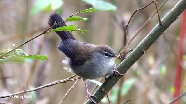 （MESSIAEN）メシアン：鳥のカタログ Silent Tone Record/メシアン：鳥のカタログ/イヴォンヌ・ロリオ