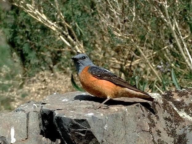 （MESSIAEN）メシアン：鳥のカタログ Amazon.co.jp: メシアン:鳥のカタログ/鳥の小スケッチ: ミュージック