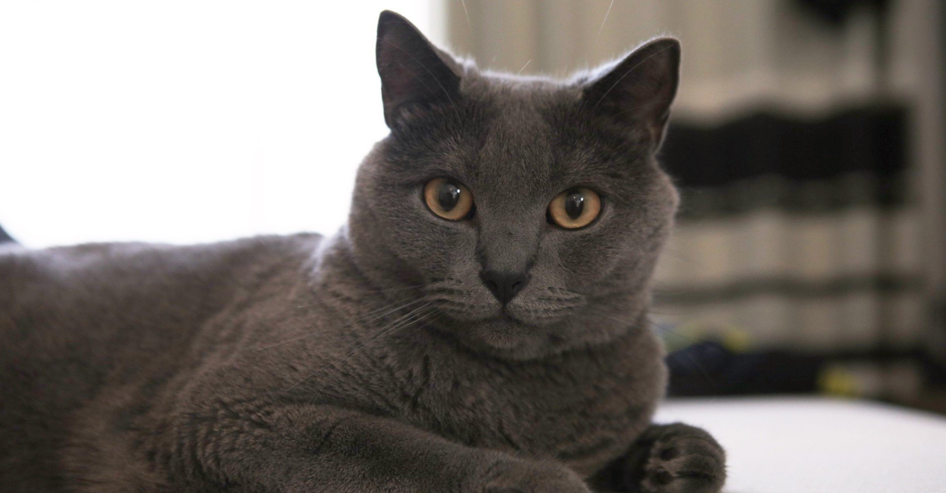 シャルトリューの特徴 うめこ Note シャルトリューの特徴 うめこ Note