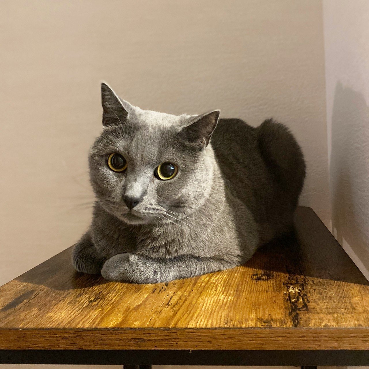 シャルトリューの特徴 うめこ Note シャルトリューの特徴 うめこ Note