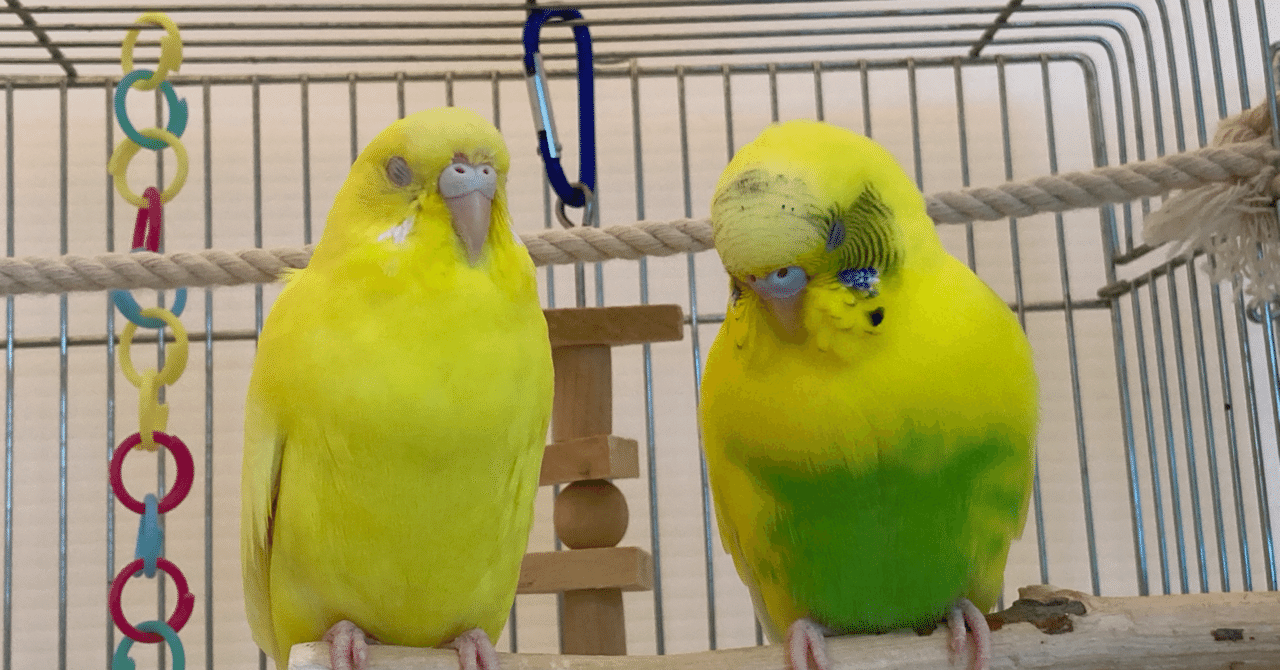 インコに話しかけられず悩んだ日々 インコまるけ Note