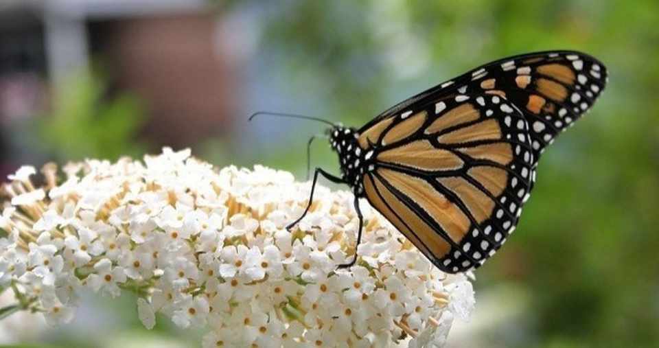 ブッドレア 9月13日 誕生花 花咲かせおじさん すべての人に花を Note