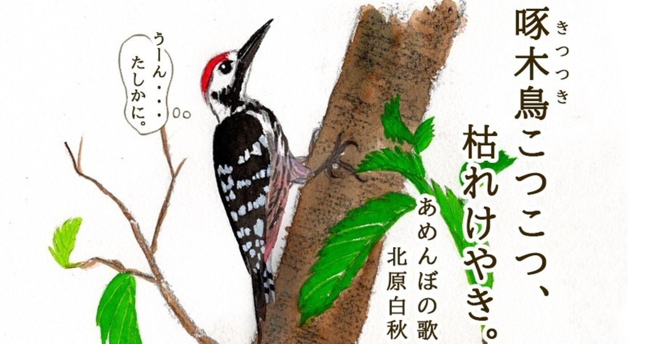 キツツキダイスキ Uran Orico Note キツツキダイスキ Uran Orico Note