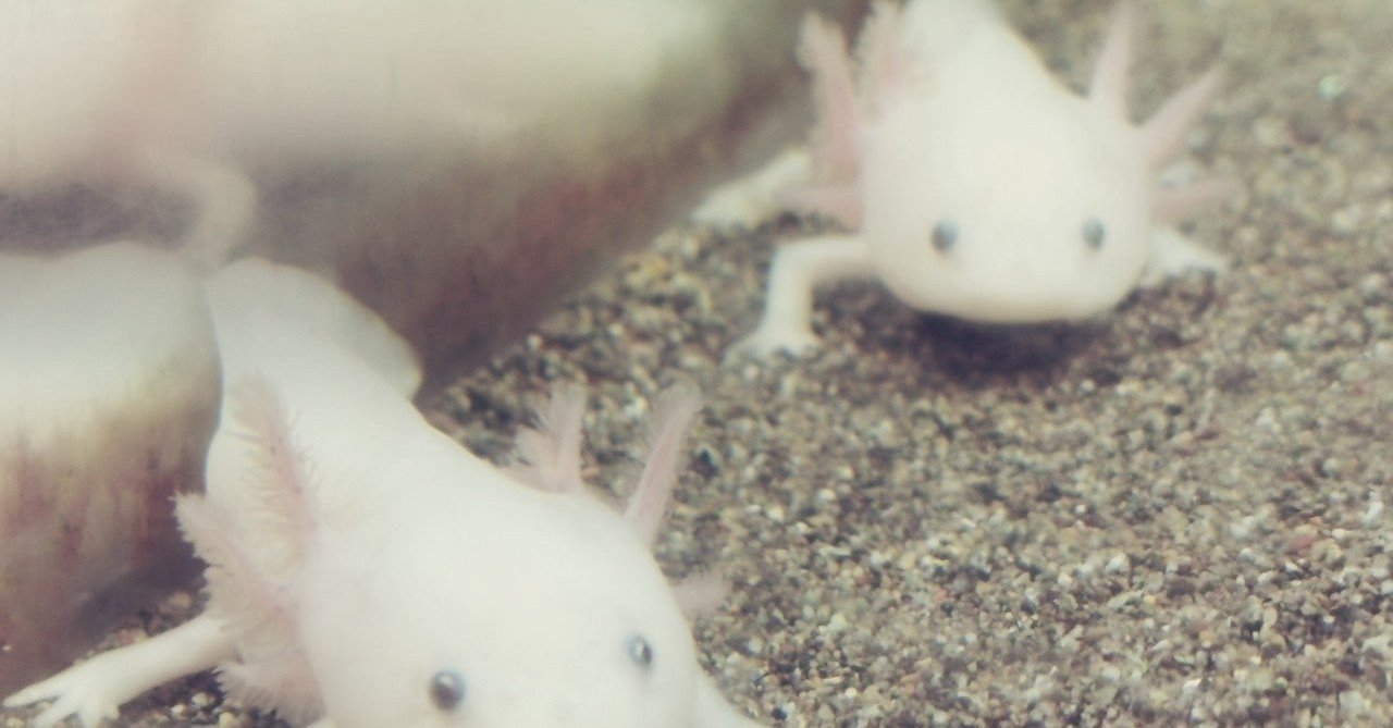 ポケモン ヌオーの育成論 物理受け型 のろい型 耐久型 タヌト Note