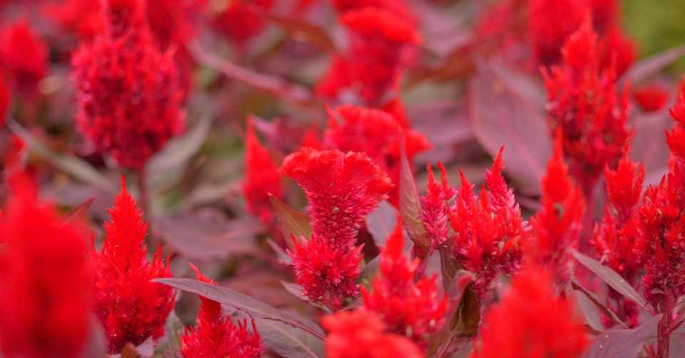 秋の気配を感じて 秋の花贈り はこねフローリスト Note
