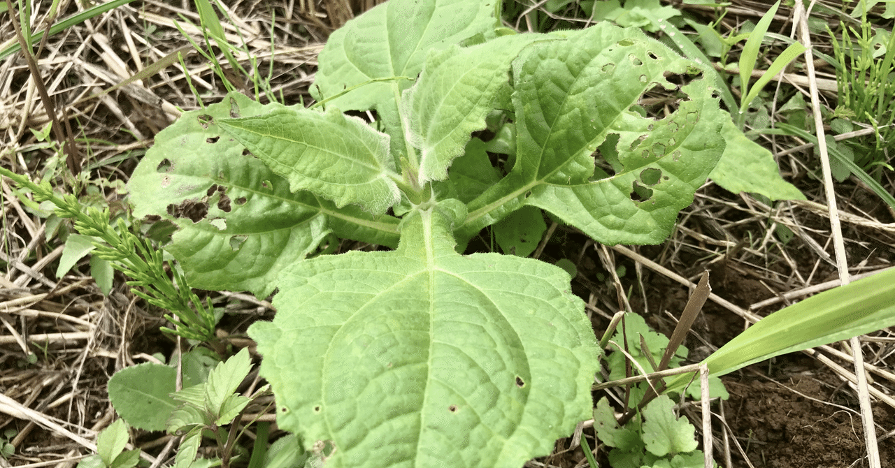 ヤーコンの育て方 の新着タグ記事一覧 Note つくる つながる とどける