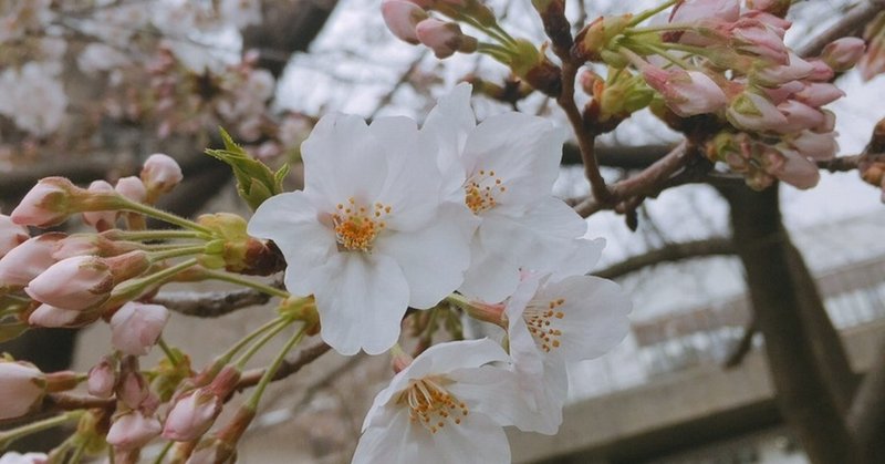 春の写真集 ゆう 人妻裏垢 Note 春の写真集 ゆう 人妻裏垢 Note