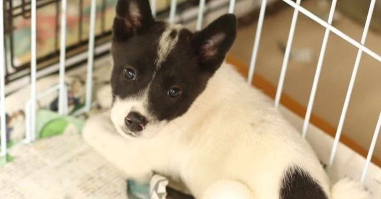 犬ブログ の新着タグ記事一覧 Note つくる つながる とどける
