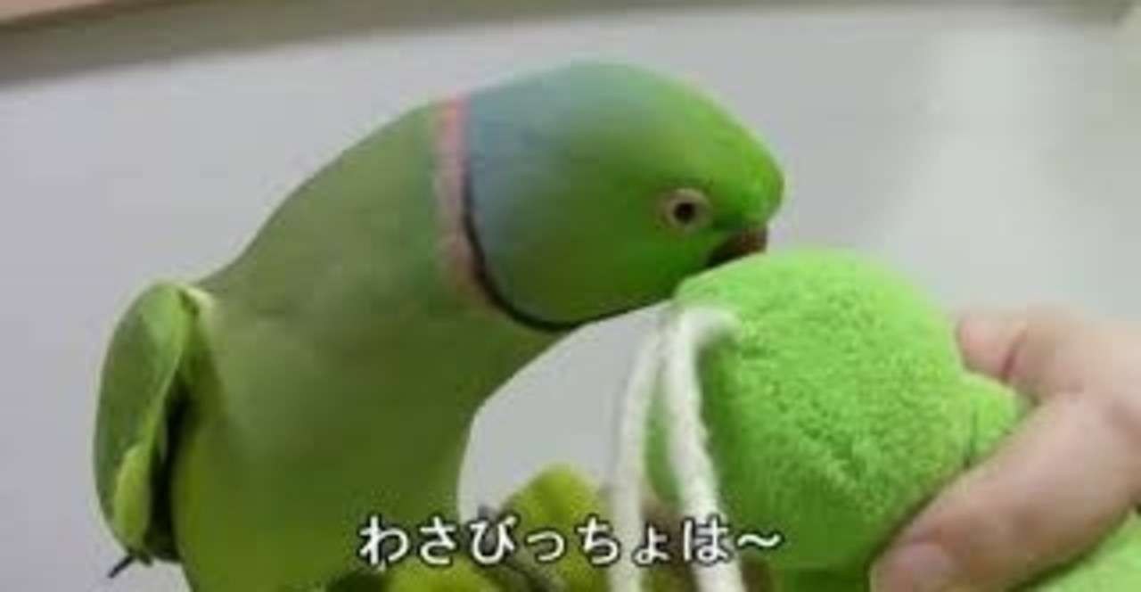 わさび が わさびっちょ になった理由 インコにおしゃべりを教えた方法 わさびっちょの飼い主 Note