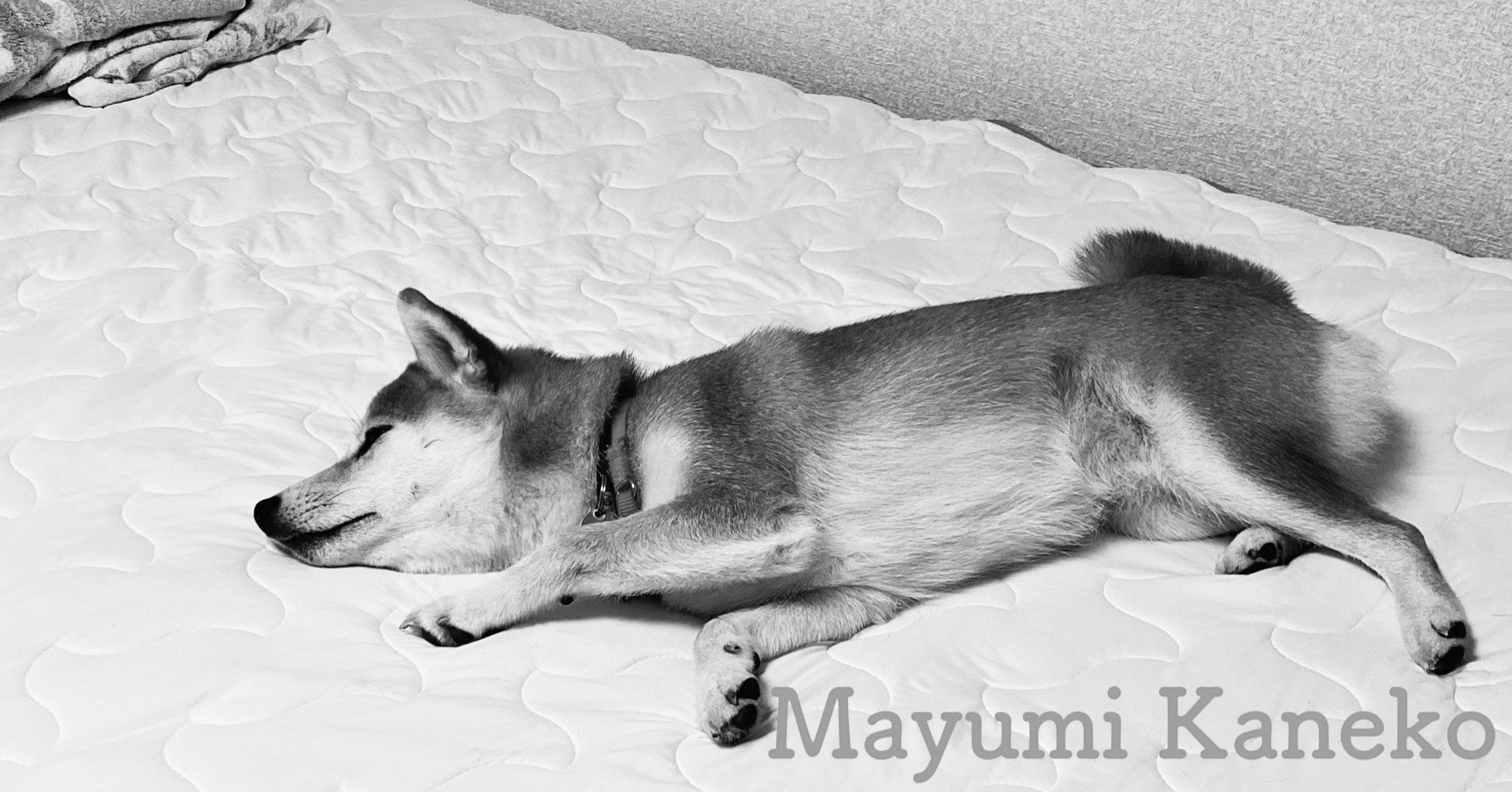 犬と一緒に寝ること Mayumi Note 犬と一緒に寝ること Mayumi Note