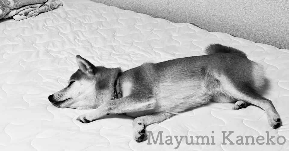 犬と一緒に寝ること Mayumi Note