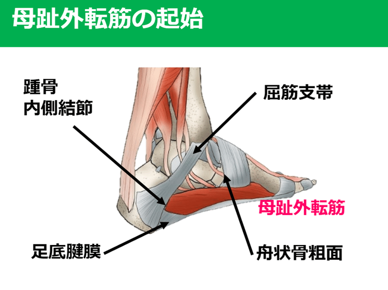 母趾外転筋の機能 Y K Note 母趾外転筋の機能 Y K Note
