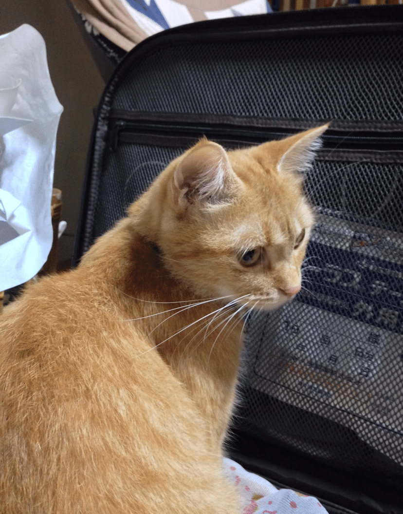 猫日和 131 とっこさん家のサクラ Yayayasu Note