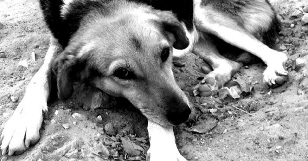 コロナ差別と女性の「456回の苦悩」|山田一雅(Kazumasa Yamada)|note