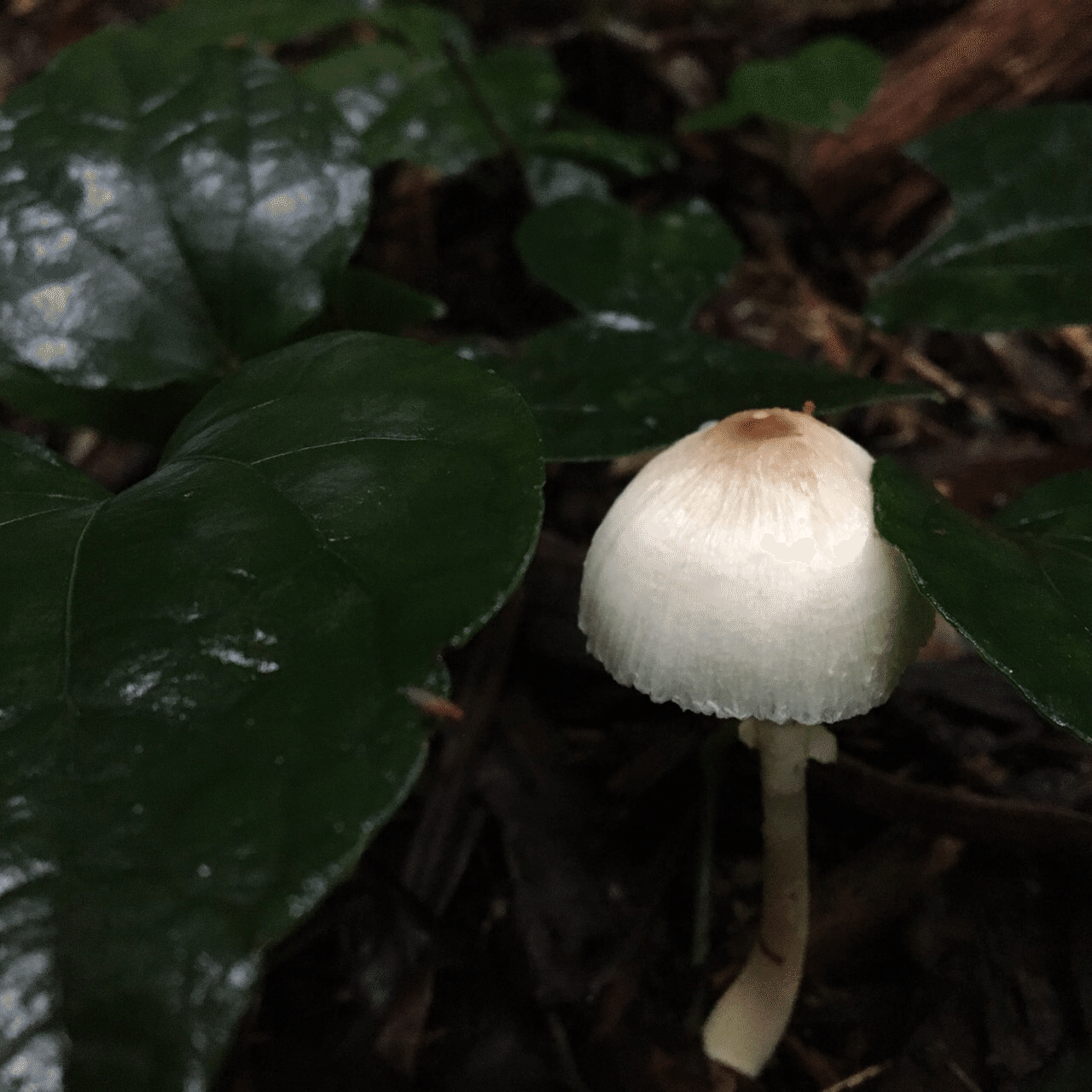 菌を探しに。｜hiroko/灯月（あかつき）