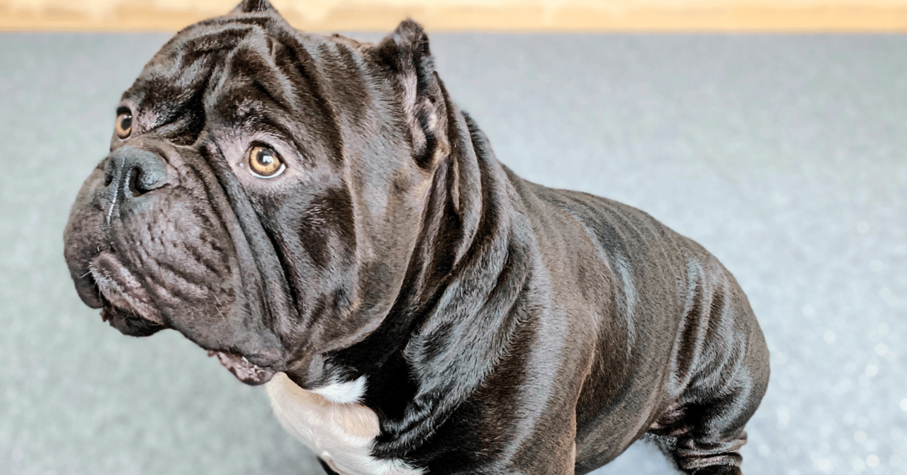 Americanbully Atomicbullies Note