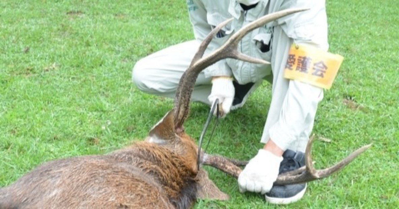 年中行事 鹿の角きりコロナで中止 戦後初 除角作業進める 奈良新聞社 公式 Note