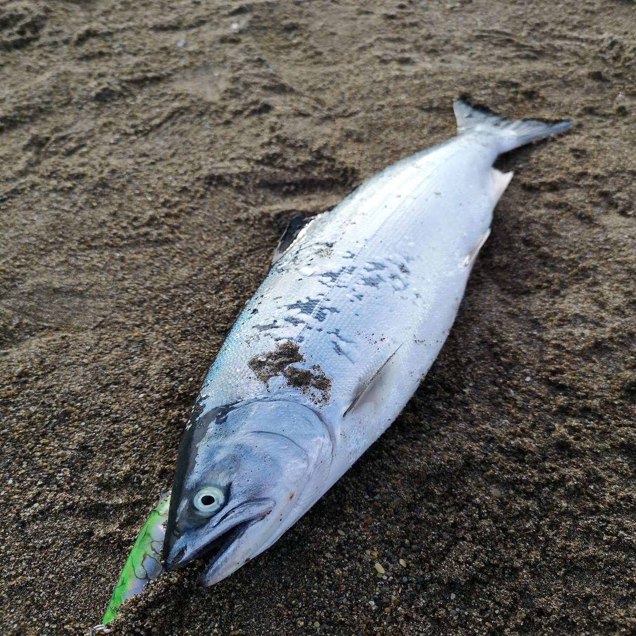 道南 海サクラマス釣行 ヒットルアー バージョン Yuichi Ikeda Note