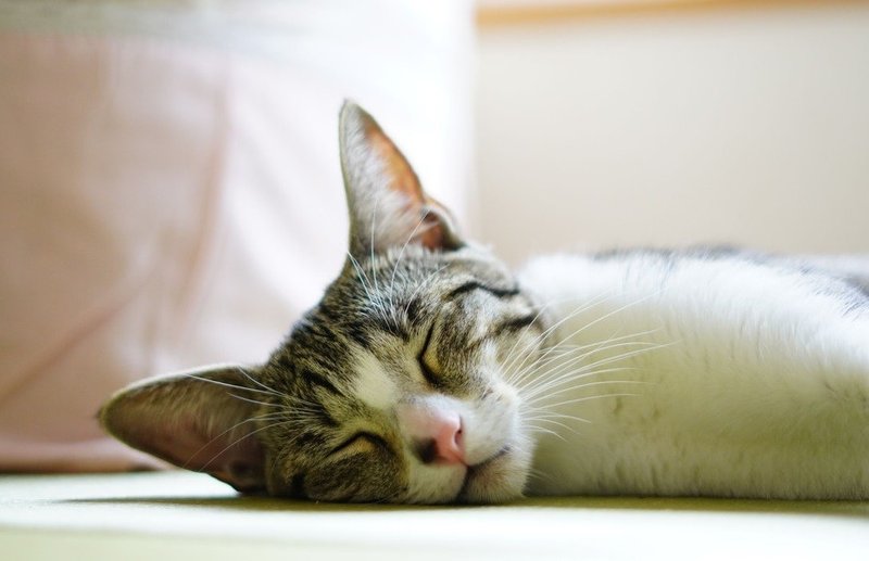 なかよし学級 強い人は群れない けん Note