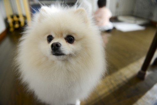 知らなきゃ損 ポメラニアンの可愛さまとめ 性格や飼育方法解説 りょうせい Note 知らなきゃ損 ポメラニアンの可愛さまとめ 性格や飼育方法解説 りょうせい Note