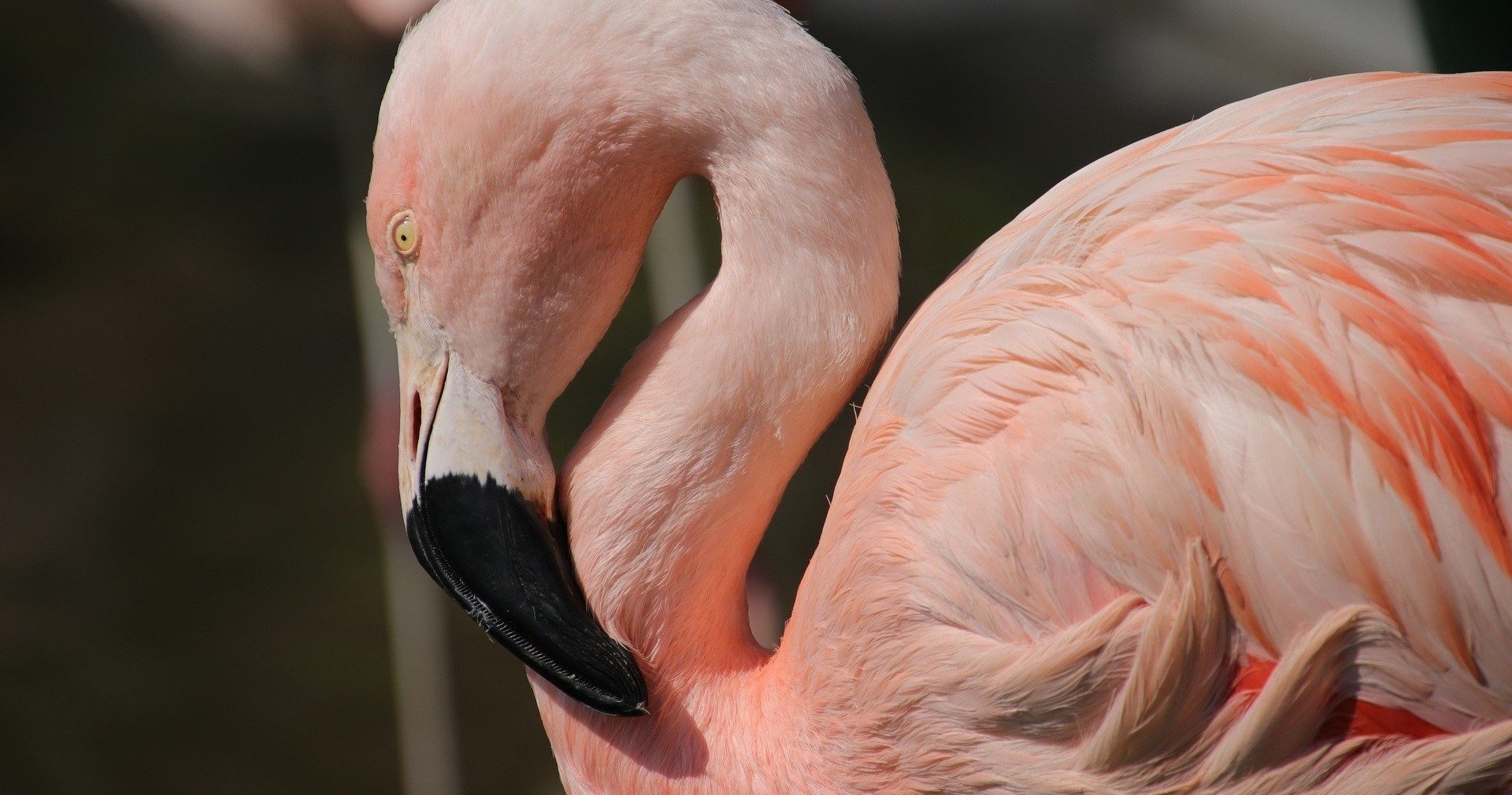 オヒョウのグリル 赤ワインとフェンネルのソース Yoko De ドイツ暮らし Note